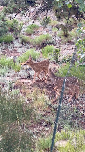 129K views · 5.8K reactions | Isn’t it interesting the color difference between these mule deer twins! What’s your guess why? www.GoodBullGuided.com #Photography #wildlife #nature #colorado #goodbull #muledeer #deer #fawns | Good Bull Outdoors | Facebook