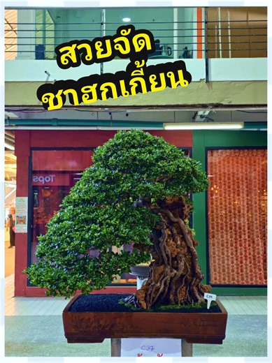 บอนไซชาฮกเกี้ยน: เกาะหินแห่งความงาม