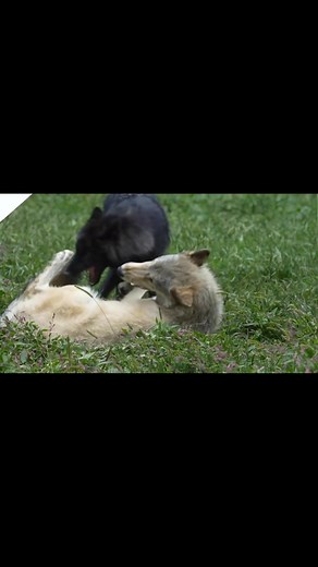 Playtime isn’t just for pups | Wolf Conservation Center Reels Page