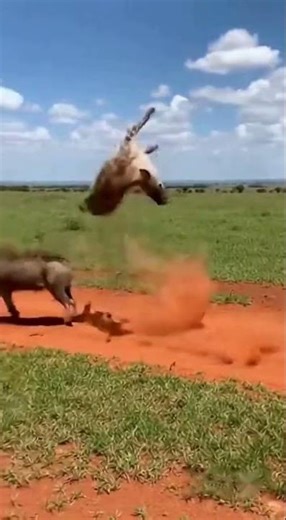 Warthog Uses Super Strength to Flip Attacking Hyena 🐗💥