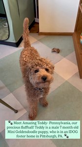 UPDATE: Teddy-PA has been adopted❣️ ▪️▪️▪️▪️▪️▪️ Meet Amazing Teddy- Pennsylvania, our precious fluffball! Teddy is a male 7-month-old Mini Goldendoodle puppy, who is in an IDOG foster home in Pittsburgh, PA. Teddy-PA can be described as: 👋🏻 Friendly 🥰Affectionate/Sweet 🎾 Playful 🤗 Happy/People Pleaser 💡 Smart *INQUIRIES SENT THROUGH PETFINDER WILL NOT BE ANSWERED AS WE DO NOT HAVE THE MANPOWER TO RESPOND TO THEM. PLEASE COMPLETE OUR ADOPTION APPLICATION HERE: http://www.idogrescue.com/ado