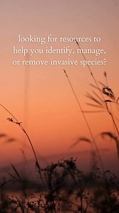 Do you need help identifying, managing, or removing invasive species? Here are some of our favorite resources: -Your state's agricultural & fish and wildlife agencies -The USDA's National Invasive Species Information Center -Your local university extension office -US Department of the Interior National Invasive Species Council -Reporting apps (iNaturalist, EDDMapS, etc.) -US Forest Service, Department of Agriculture, and Fish and Wildlife Service -Local invasive species councils, groups, and exp