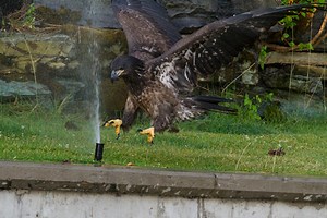 VIDEO: Eagle vs. Sprinkler!