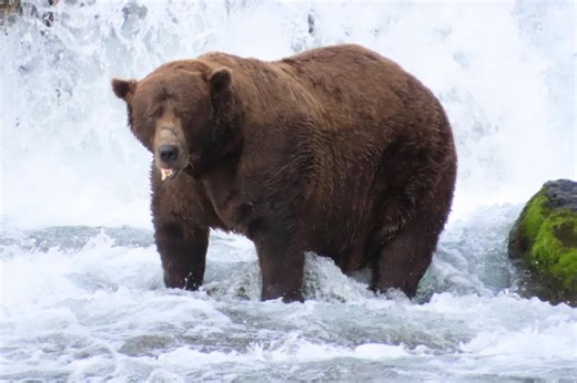 Chunk, a 1,200-pound bear with a broken jaw, wins Alaska’s popular Fat Bear Week contest