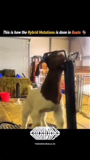 explaining_world 🌐 on Instagram: "Hybrid traits in goats don’t happen overnight—they’re the result of careful science and selective breeding. By choosing parent goats with specific desirable traits like higher milk yield, disease resistance, or better adaptability, breeders create hybrids over generations. Modern methods such as artificial insemination and genetic screening help ensure accuracy while avoiding harmful traits. This controlled process blends biology and planning, producing goats b
