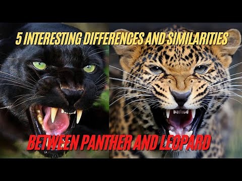5 Interesting Differences and Similarities between Panther and Leopard