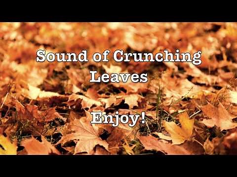 🍂 Sound of Crunching Leaves 🍁 | ASMR | No Talking