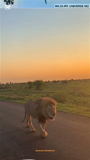 Majestic Lion Strolls the Sunset Roads of Kruger National Park