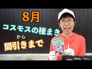 Cosmos: From sowing seeds in August to thinning