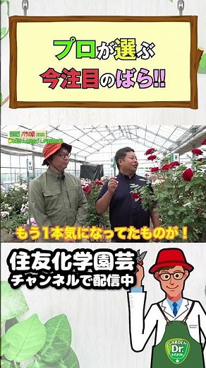木村卓功さん＆河合伸志さん ばらの魅力を語り合う！（バラの家）～ガーデンドクターTV130 #shorts #園芸 #新品種＃バラ #育種