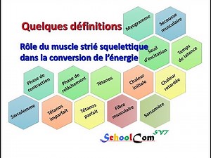 Quelques définitions - Rôle du muscle strié squelettique dans la conversion de l’énergie