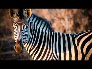 zebra Africa - Stripes of Wonder: Unraveling the Mysteries of Africa's Living Optical Illusion 4K