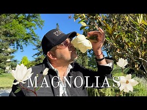 Stop and Smell the Magnolias | Picking the Right Magnolia Tree for Your Garden