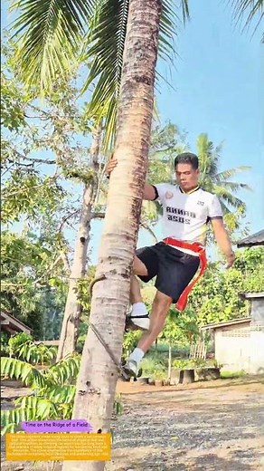 Scaling New Heights: The Art of Coconut Tree Climbing