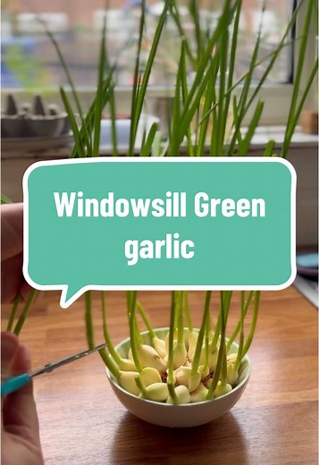 How to Grow Garlic Greens on Your Windowsill