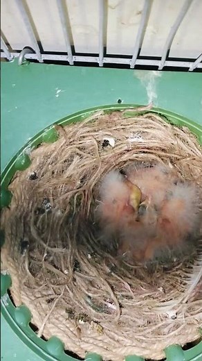Canary 4 Chick hatching 🐣 #birds #birdhatching #ytshorts #shorts #shortsvideo #shortsviral #canarias
