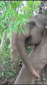 🐘🌿 Wild Elephant Enjoys a Good Scratch Against a Tree in Yala National Park!