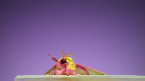 52 reactions · 14 shares | Hello! *waving* Watch moths (like this...