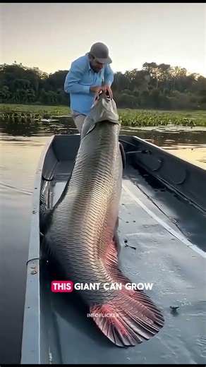 This Fish Has Bulletproof Scales 😳🐟 #Arapaima#Piraruku#FishFacts#AnimalFacts