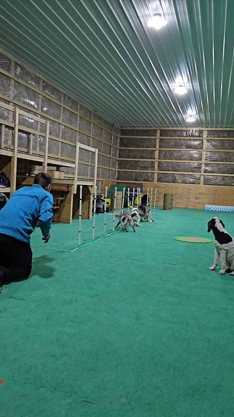 Agility Training with Energetic Dogs in Action