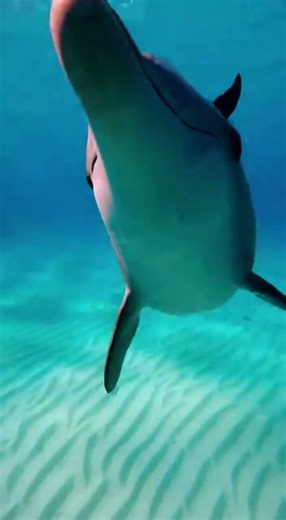 See How Dolphins Actually Move Underwater #wildlife #marine #shorts