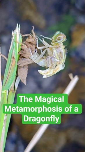 The Magical Metamorphosis of a Dragonfly #dragonfly #canvasofthewild