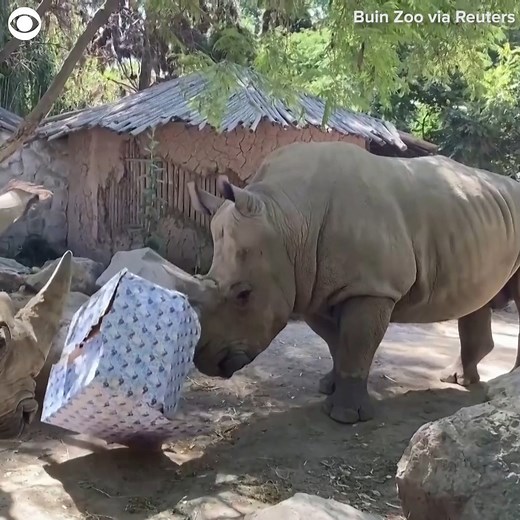 15K views · 986 reactions | WILD CHRISTMAS: Animals at a zoo in Chile got into the festive spirit and got to open early Christmas presents on Wednesday (12/13). Some received fresh meat, while others received treats like fruit. The zoo said the gifts were wrapped in boxes or given as decorations as a form of enrichment. | CBS Newspath | Facebook