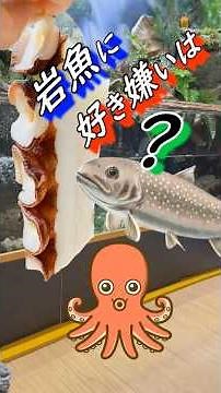 【渓流魚飼育（イワナ飼育）】岩魚に好き嫌いはあるのか？（餌やり） #渓流#イワナ#日本淡水魚#アクアリウム#水槽#飼育