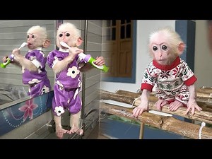 Monkey Poor's daily routine: brush teeth - eat breakfast - exercise