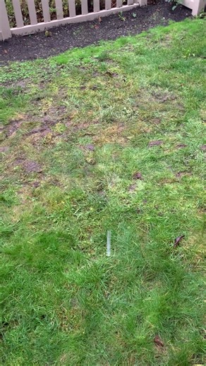 Can you pass the landscape cognitive test? (European chafer beetle) #redsealvas #lawn #landscaper