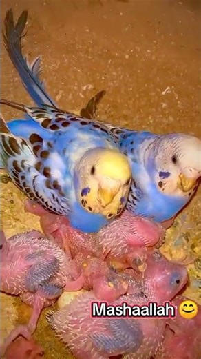 my biggies parrot breeding colony#ParrotWorld #PetBirds #BirdTok🌍 #hasnainkhan yt