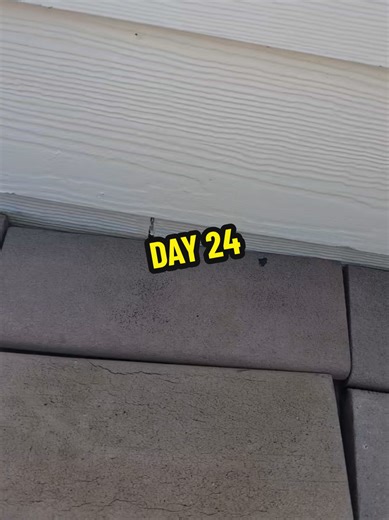 Spigot Frog Update: Day 24 Check-In on Our Friend