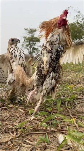 A large bird of prey species Changeable Hawk Eagle hunt a big rooster