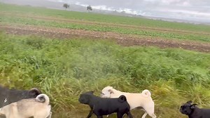 Happy Pug - Happy Life on Reels