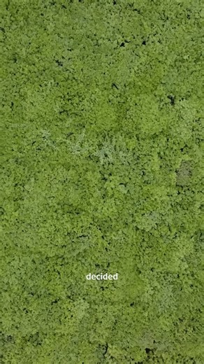 Wild Orchard Teas on Instagram: "Wild Orchard didn’t start in a factory or a lab. It started with seeds in the ground. We planted tea on barren land and gave it time, letting the trees grow wild, put down deep roots, and slowly heal the soil on their own. Years later, those same trees are now regeneratively organic, growing as part of a living ecosystem. It’s proof that when you slow down and let nature lead, something really special can grow 🍃 👉 Taste where it all began. Shop via the link in