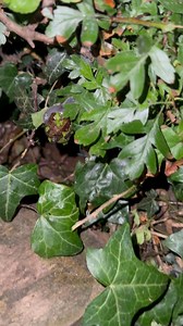 10K views · 1K reactions | Mrs Frog in the barrel pond just before...