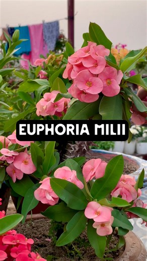 93K views · 2.2K reactions | Want a low-maintenance plant that adds...