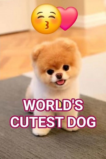 Boo the Pomeranian | The World’s Cutest Dog | The First Viral Internet Dog