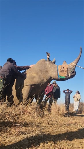 Me being Dr. Jess 🤓 testing my neuroscience protocols 🧠 to help decrease stress in endangered animals during transport 👉 for conservation. Results will be out soon!! 🔬 | Jessica Burkhart