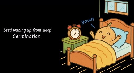 Classification of Fungi 