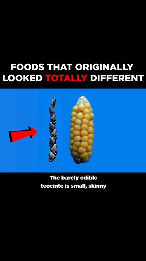 65K views · 936 reactions | How did corn look like originally?  | Be Amazed | Facebook