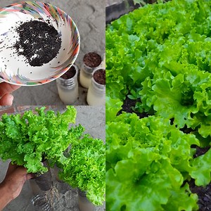 Growing Lettuce, From Seed to Harvest 🌱 | How to Grow Lettuce // Seed to Harvest | Rana Craft