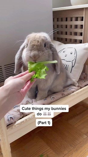 Adorable Bunny Moments: Binkies, Flops, and More!