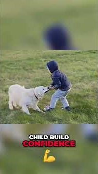 Labrador Love: Why They're the Ultimate Family Dogs! #shorts