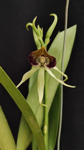 27 reactions · 3 comments | Encyclia cochleata It is most commonly known as the clamshell orchid or cockleshell orchid. It is also called the octopus orchid or black orchid. The flower is native to parts of Central America, the West Indies, Colombia, Venezuela, and southern Florida, and is the national flower of Belize. #orchids #anggrek #flowers #pecintaanggrek #encyclia | Ade's Orchid | Facebook