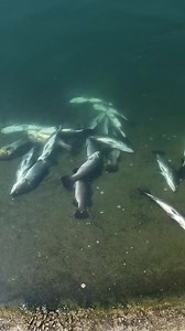 5.4M views · 7.7K reactions | IKAN SIAKAP BONES SUDAH MASUK ..PUKUL 2PM SIAKAP BAGONG +IKAN CAMPUR 60KG. ....CASTING ON .... | Kolam Pancing Teluk Jawa | Facebook