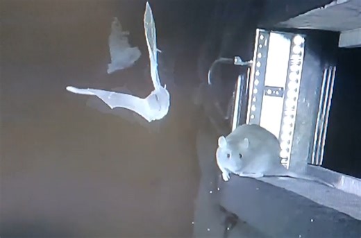 Rats filmed snatching bats from air for first time