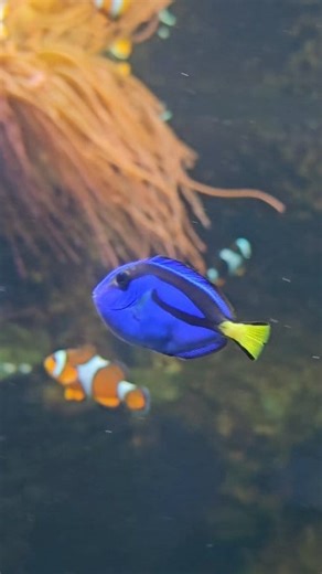 Just keep swimming! Find Dory this half term, who has recently joined the gang in Observation Station! 👀🐟 Fun fact, Dory is a Regal tang. #Dory #findingdory #nemo #regaltang #octoberhalfterm | Oceanarium, Bournemouth