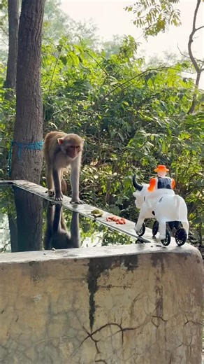 Funny Monkey Moments That Will Make You Laugh Out Loud