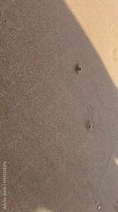 Crab Digging a Hole on Sandy Beach and Hiding Underground in 4K Video